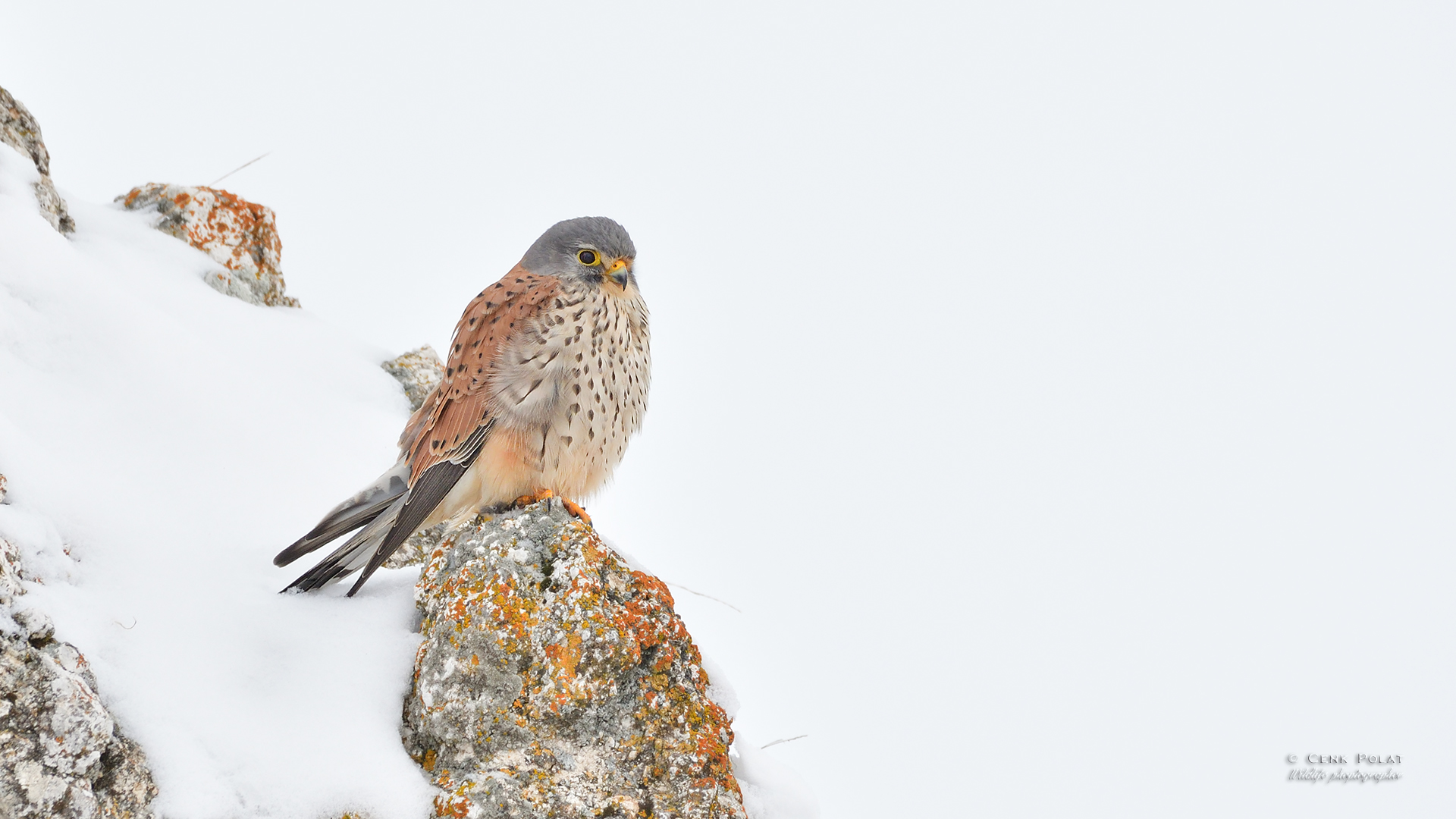 Eurasian Kestrel